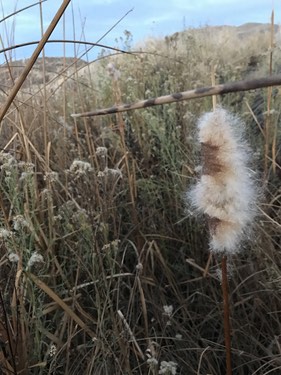 typha