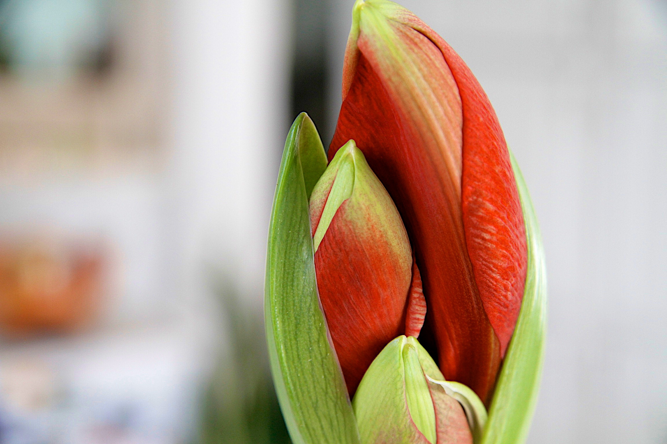 Amaryllis Blossom