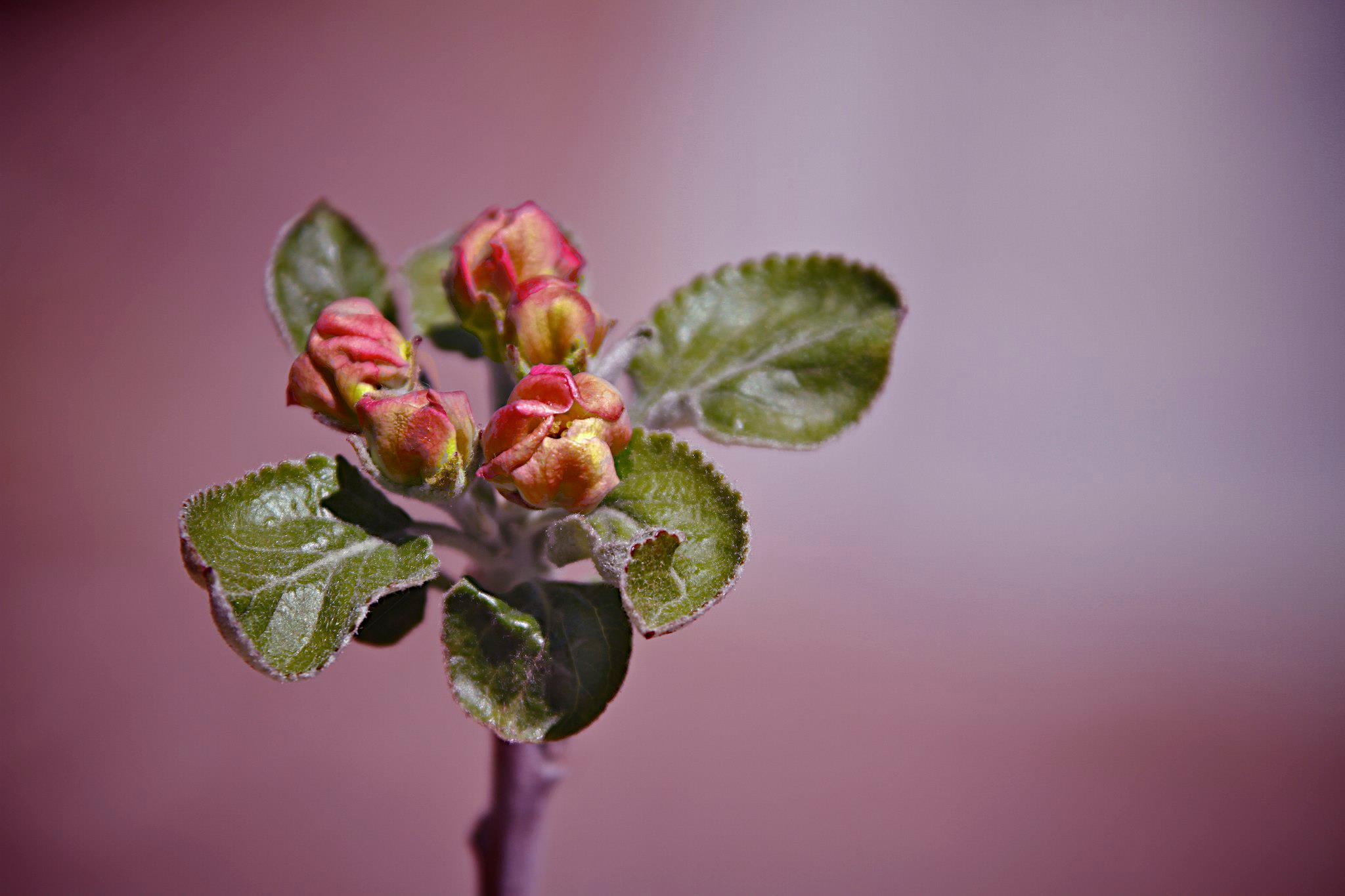 Belle de Boskoop Apple Blossoms