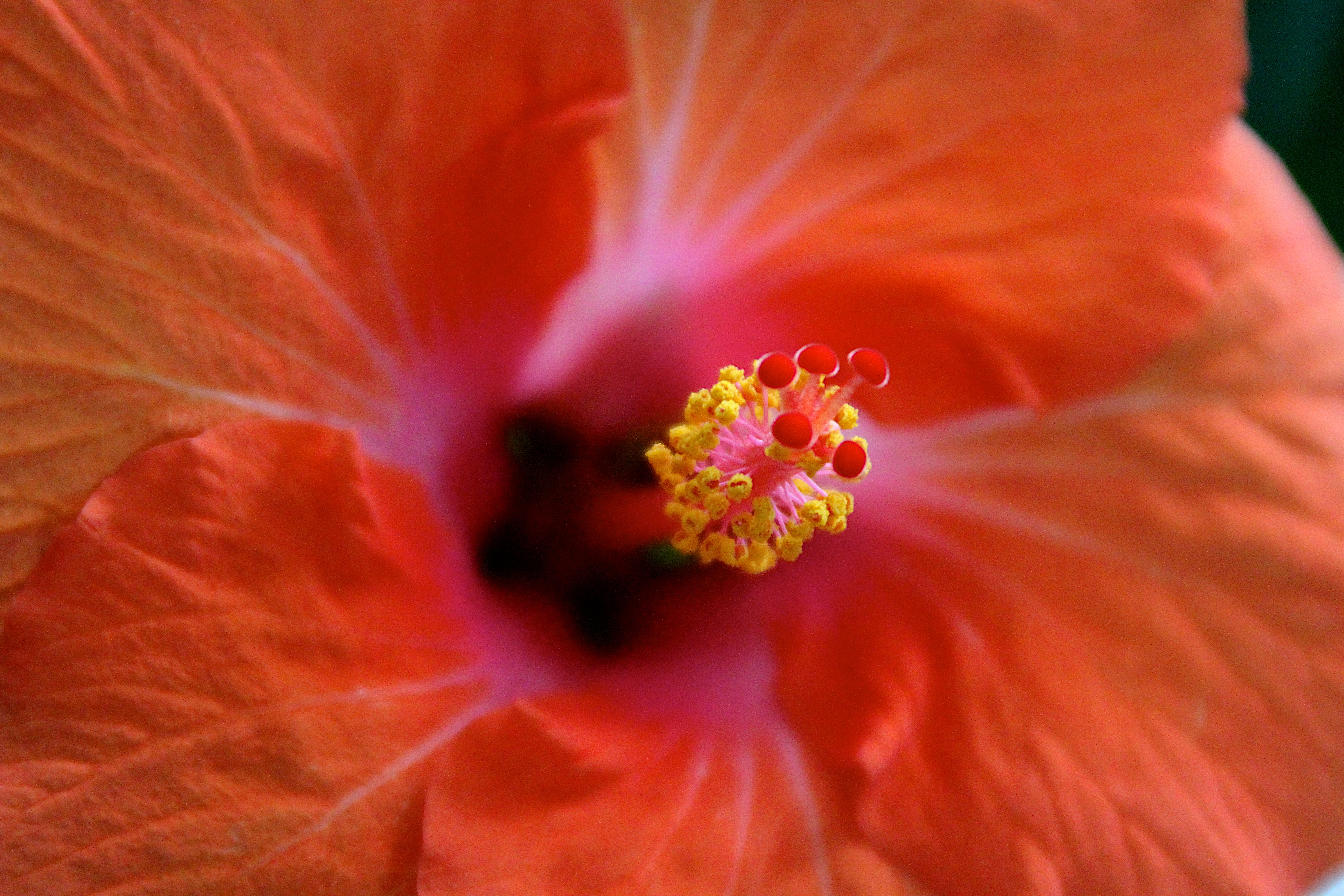 Hibiscus Stamen