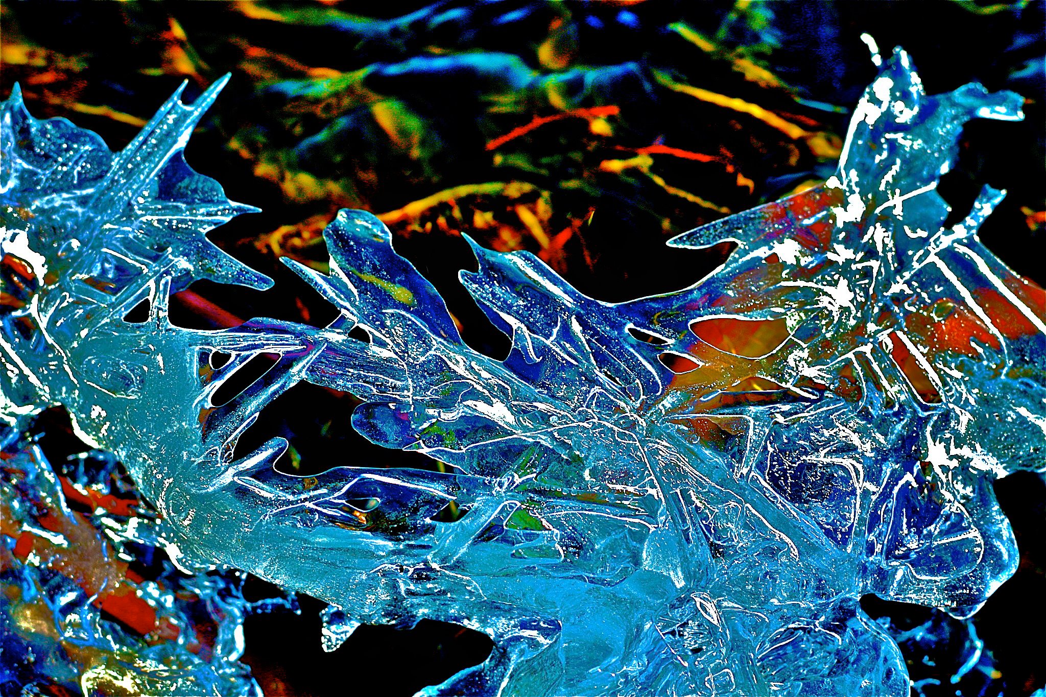 Ice Phoenix