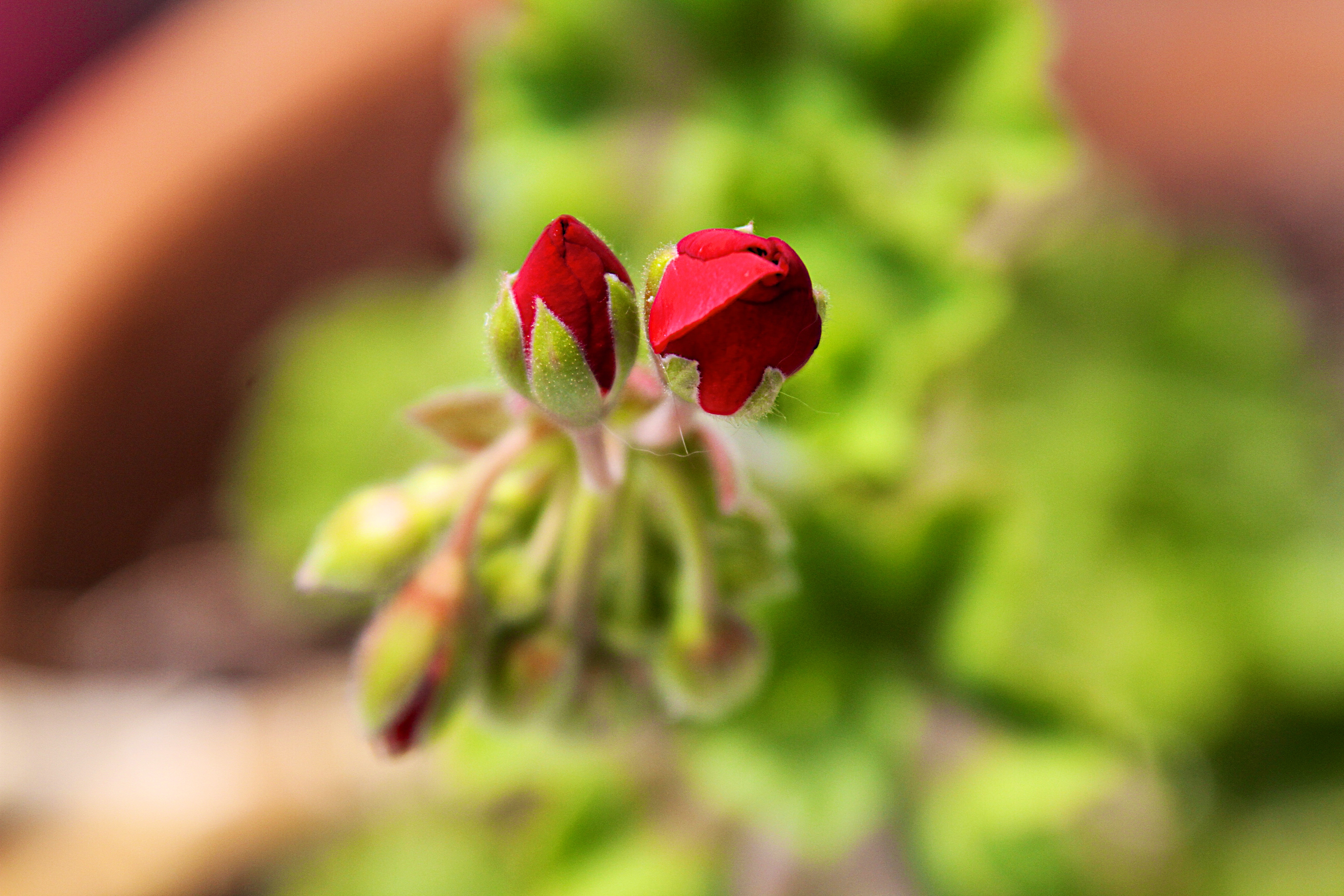 Pelargonia