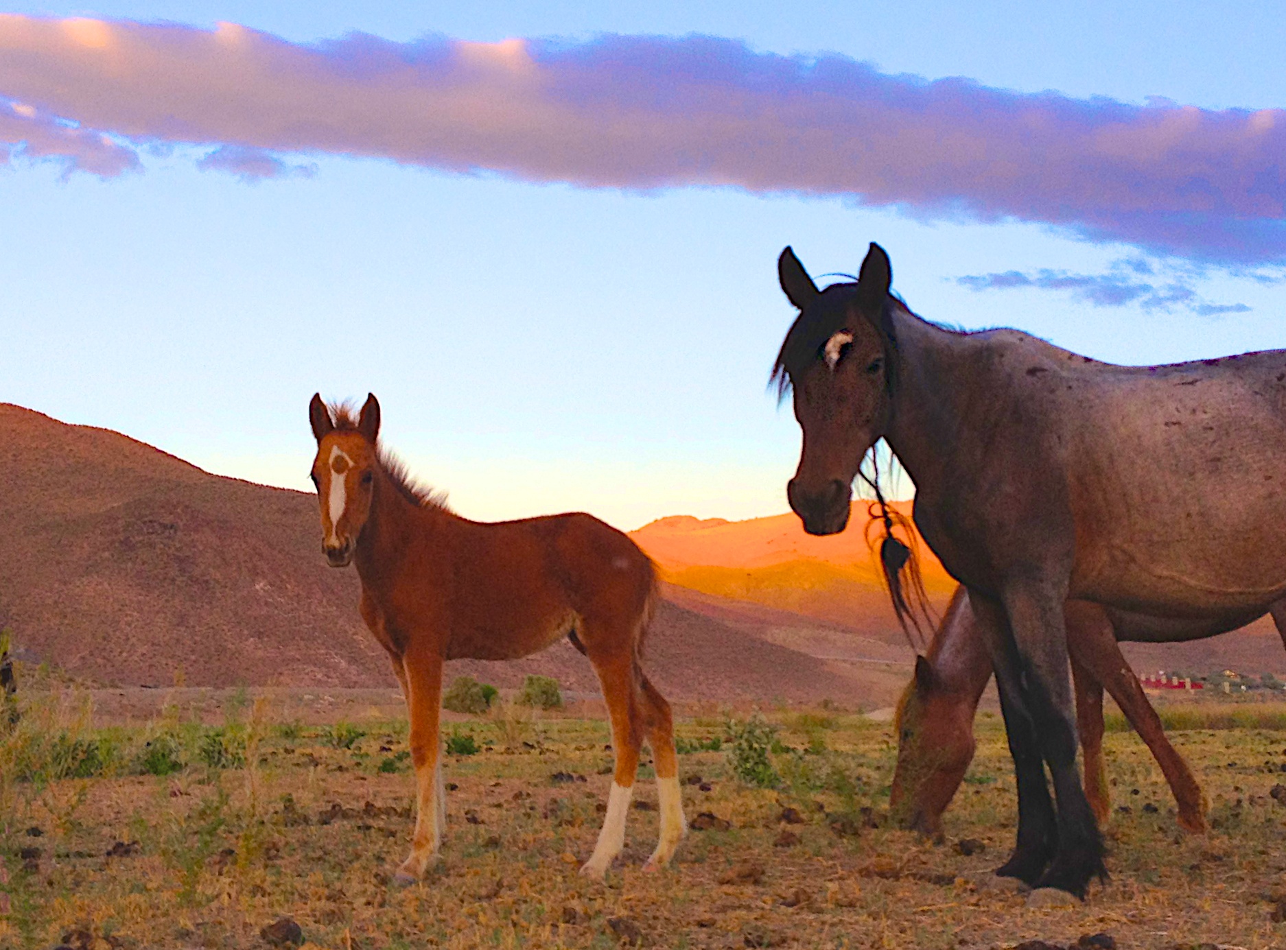 Wild Foal and Mares